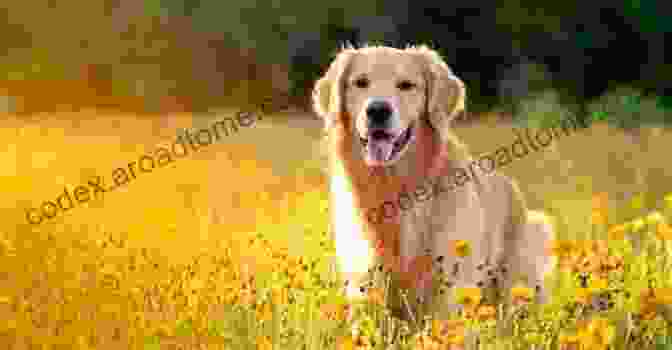 A Beautiful Golden Retriever Lying In A Field Of Flowers With Mountains In The Background. NO BARKING PLEASE: The Life And Times Of A Kennel Maid