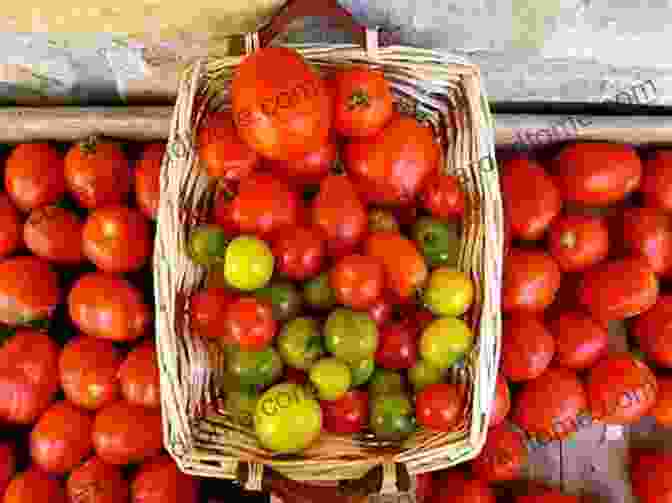 A Bountiful Harvest Of Ripe, Juicy Tomatoes Growing And Caring For Tomatoes: An Essential Tomato Growing