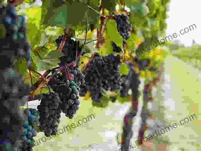 A Bunch Of Ripe Grapes Hanging On A Vine, Symbolizing The Unattainable Object Of Desire In The Fable. The Fox And The Grapes Lisa I Vinograd : Children S Picture English Russian (Bilingual Edition)