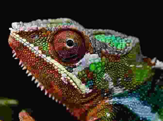 A Chameleon Blending Into Its Surroundings With Vibrant Colors And Patterns More Than Meets The Eye: Living With Ulcerative Colitis