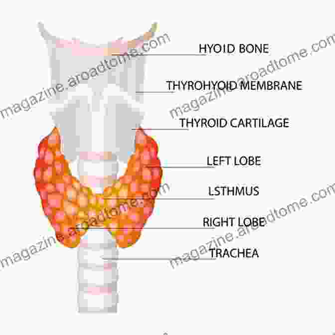 A Diagram Of The Thyroid Gland Awesome Guide To Hashimoto Thyroiditis For Beginners And Dummies