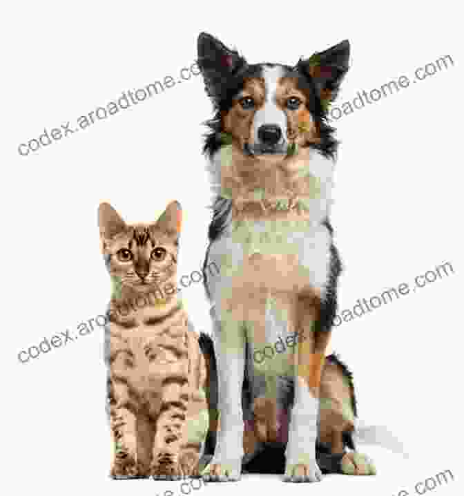 A Dog And A Cat Sitting Together In A Field, With A Rainbow In The Background After Death Signs From Pet Afterlife And Animals In Heaven: How To Ask For Signs And Visits And What They Mean