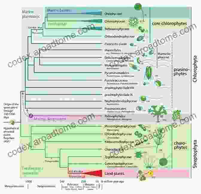 A Graphical Representation Of Food Families, Arranged In A Circular Tree Like Structure, With Connecting Lines And Arrows Showing Their Relationships Foods Have Families Too Lasting Happiness