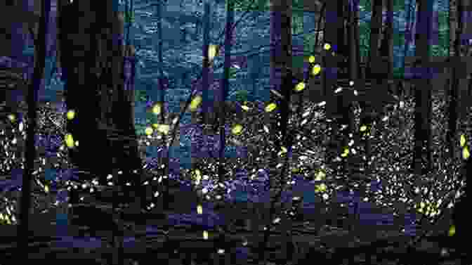 A Group Of Fireflies Synchronizing Their Light Patterns In A Mesmerizing Courtship Display More Than Meets The Eye: Living With Ulcerative Colitis