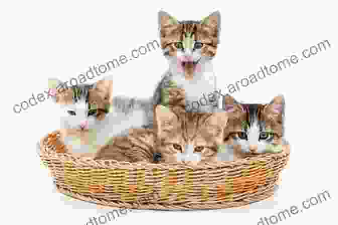 A Group Of Kittens Playing In A Basket Cats Photo VoL 2: Cat Photo Photography