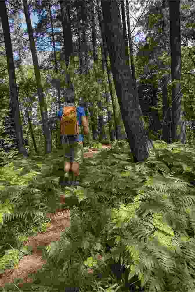 A Hiker Follows A Winding Trail Through A Temperate Forest, Surrounded By Lush Vegetation. Do You Really Want To Visit A Temperate Forest? (Do You Really Want To Visit ?)