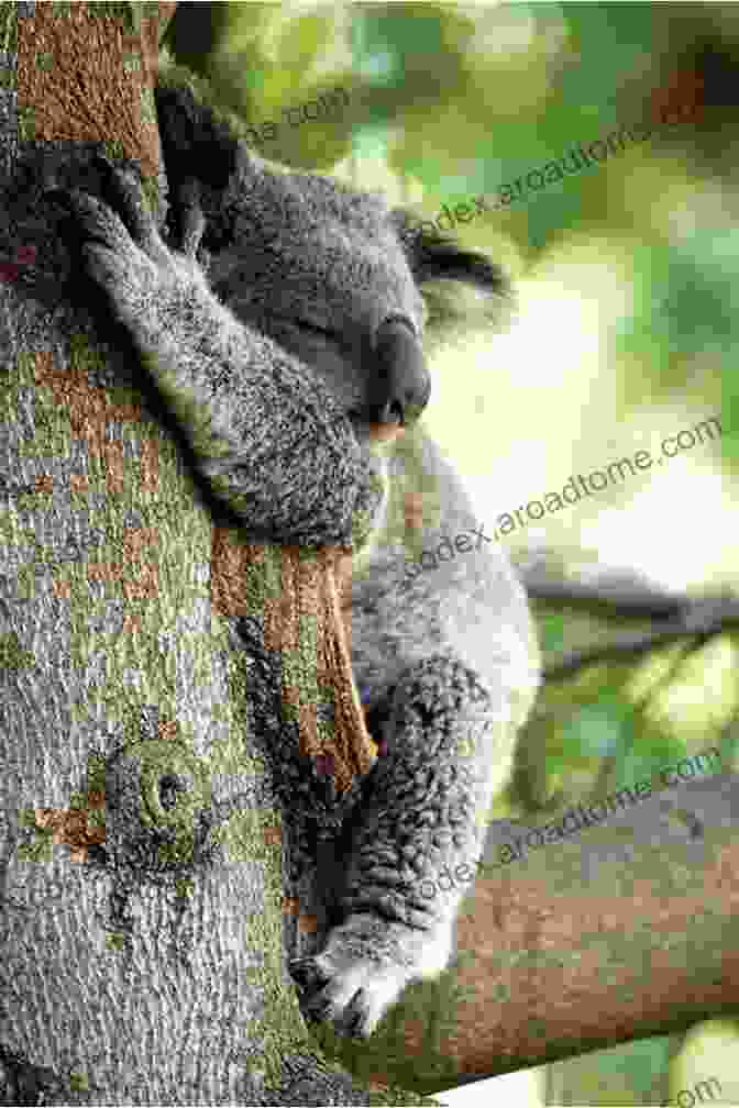 A Koala Bear Hugging A Tree Trunk, With Flames In The Background Fluffles: The Brave Koala Who Held Strong Through A Bushfire (True Stories Of Animal Heroes 2)