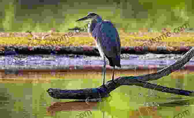 A Majestic Great Blue Heron Perches On A Branch, Its Piercing Gaze Capturing The Essence Of The Riverine Wilderness River Of Lakes: A Journey On Florida S St Johns River