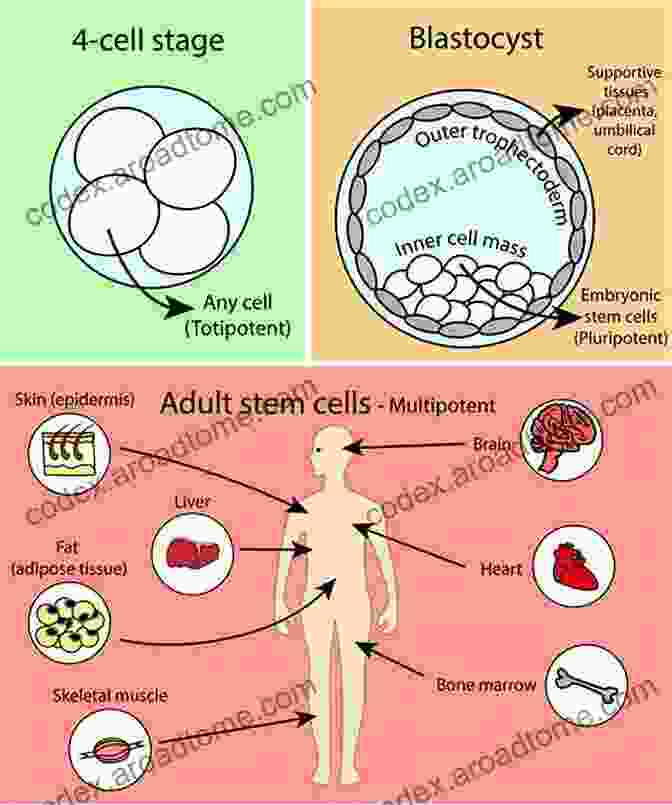 A Microscopic Image Of Stem Cells, Showing Their Ability To Differentiate Into Various Cell Types The Science Of Living Longer: Developments In Life Extension Technology