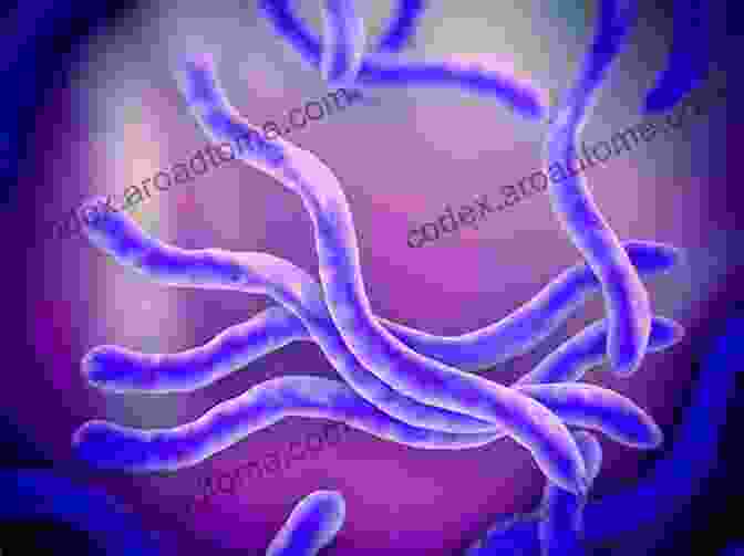 A Microscopic Image Of The Lyme Disease Bacteria, Borrelia Burgdorferi JOURNEY THROUGH CHALLENGE: Lyme Disease