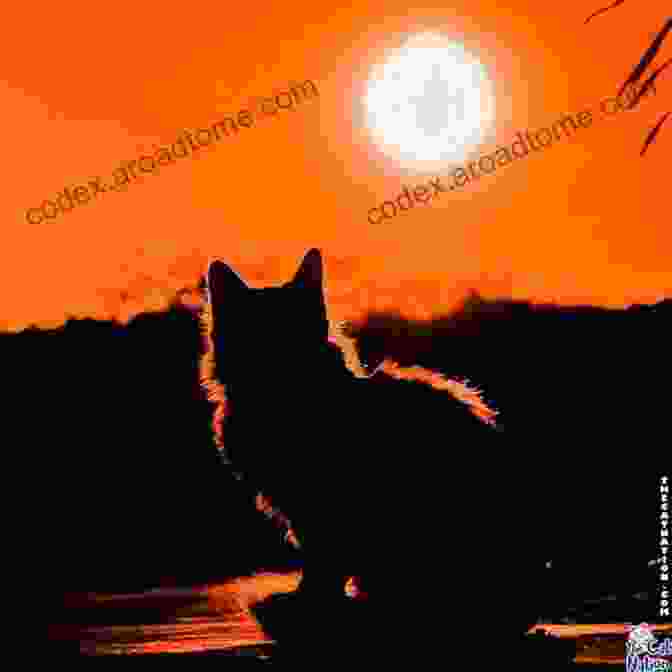 A Vibrant Photograph Of A Cat Silhouetted Against A Sunset Cats Photo VoL 2: Cat Photo Photography