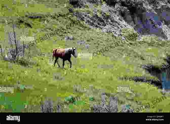 A Wild Horse Galloping Across A Meadow In Theodore Roosevelt National Park Wild And Free In TRNP: The Wild Horses In Theodore Roosevelt National Park