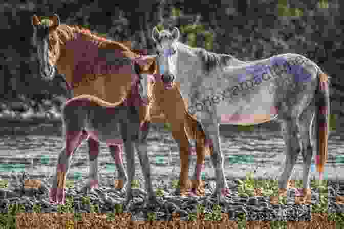 A Wild Horse Grazing With Its Foal In A Meadow Wild And Free In TRNP: The Wild Horses In Theodore Roosevelt National Park