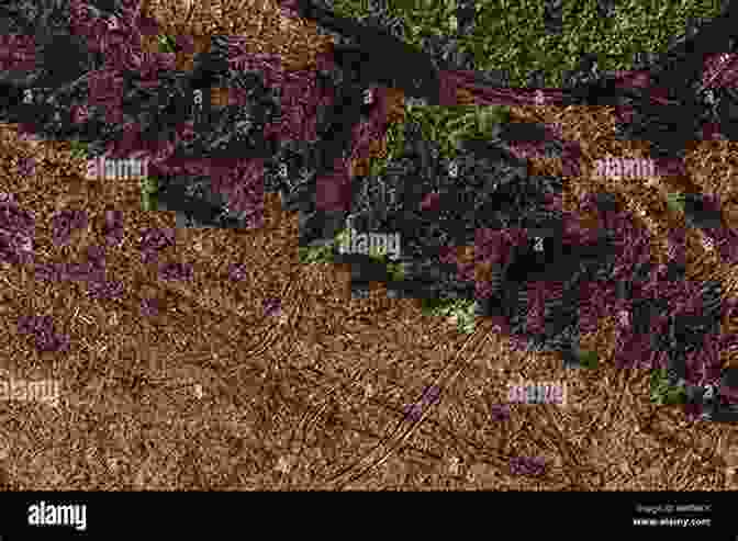 Aerial View Of Deforested Landscape In Vietnam Footprints Of War: Militarized Landscapes In Vietnam (Weyerhaeuser Environmental Books)