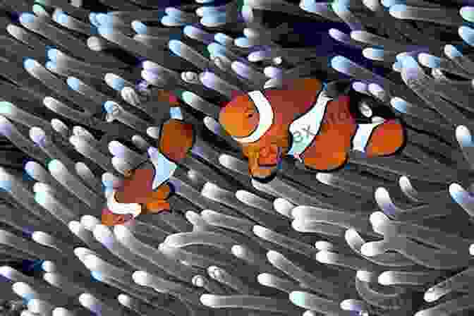 An Anemone And Clownfish In A Symbiotic Relationship, Providing Protection And Food More Than Meets The Eye: Living With Ulcerative Colitis