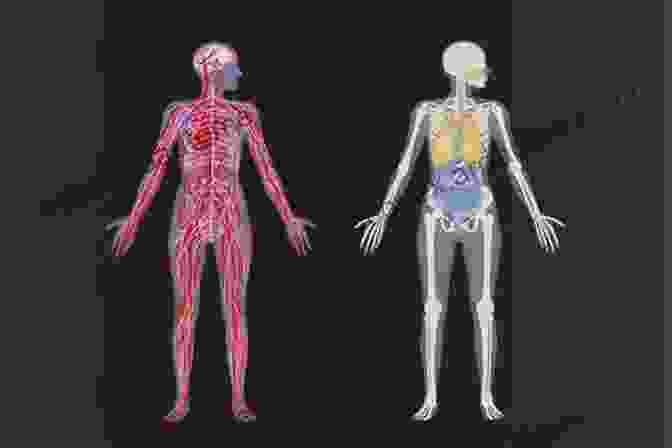 An Illustration Of The Human Body's Anatomy, Showcasing The Intricate Interconnectedness Of Its Systems. The Construction And Reconstruction Of The Human Body