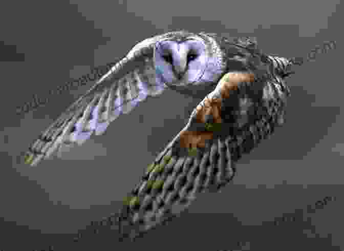 Barn Owl Swooping Down From The Sky, Its Wings Extended Owls A No Text Picture Book: A Calming Gift For Alzheimer Patients And Senior Citizens Living With Dementia (Soothing Picture For The Heart And Soul 21)