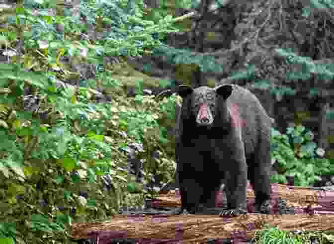 Black Bear, Yosemite National Park OS X Yosemite For Dummies (For Dummies Series)