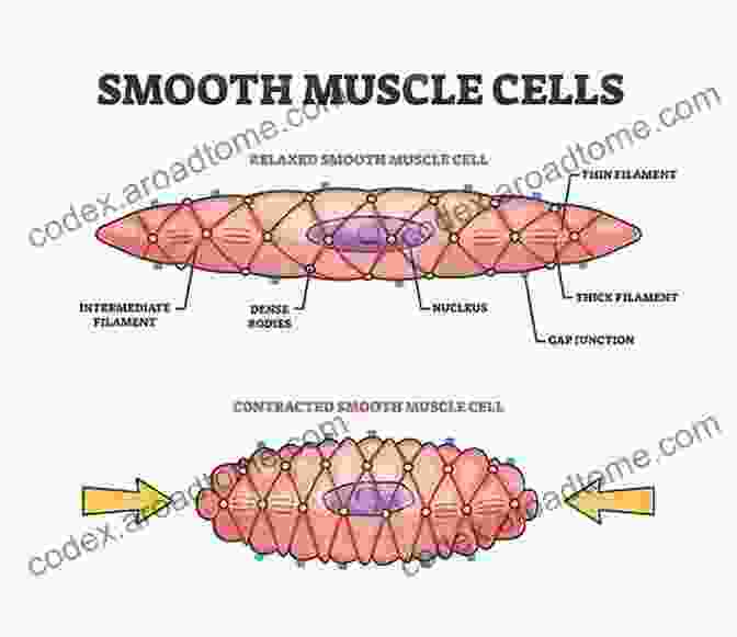 Diagram Of A Smooth Muscle Cell Life And Death Of A Smooth Muscle Cell (Smooth Man) (A Simple Guide To Medical Conditions)