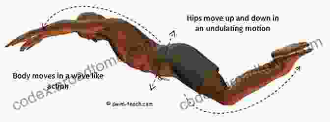 Diagram Of The Body Position For The Butterfly Stroke How To Butterfly Step By Step