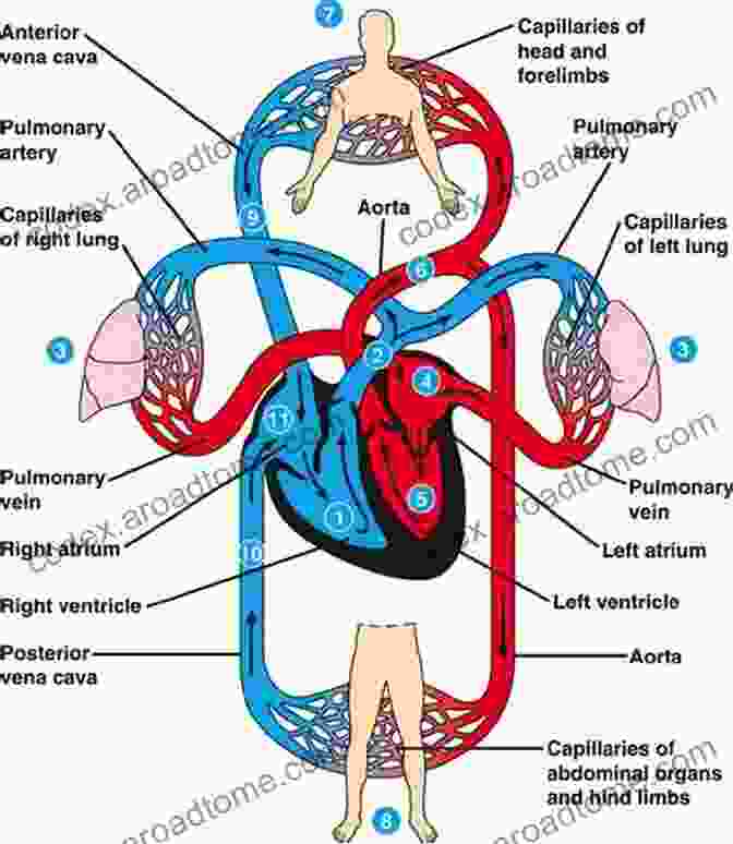 Diagram Of The Human Circulatory And Respiratory Systems The Human Body In Color Volume 3