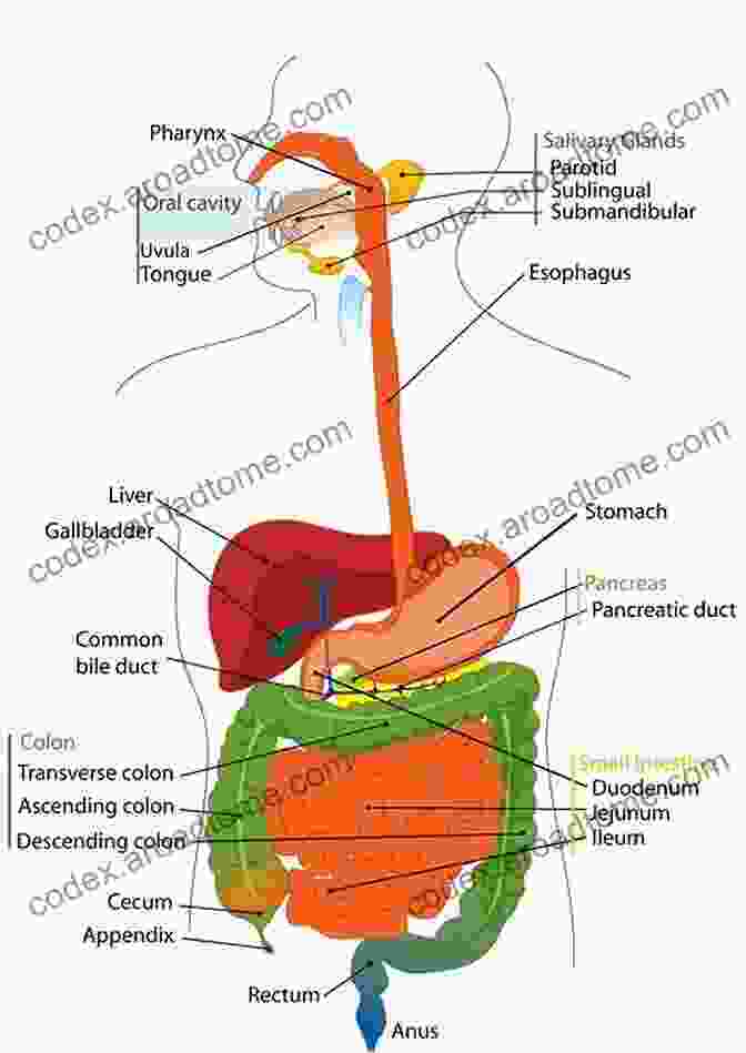 Diagram Of The Human Digestive And Urinary Systems The Human Body In Color Volume 3