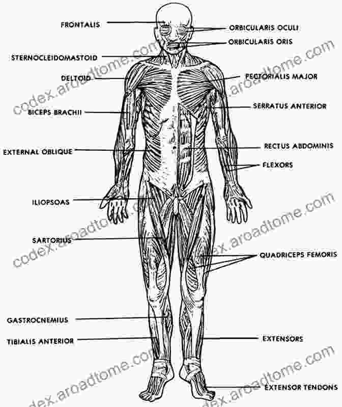 Diagram Of The Human Muscular System The Human Body In Color Volume 3