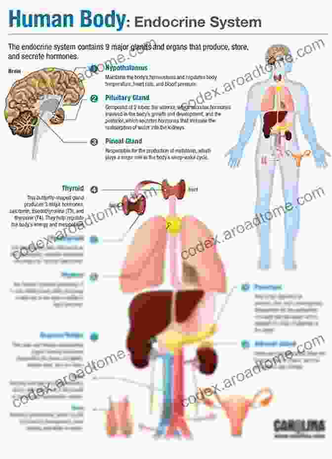 Diagram Of The Human Nervous And Endocrine Systems The Human Body In Color Volume 3