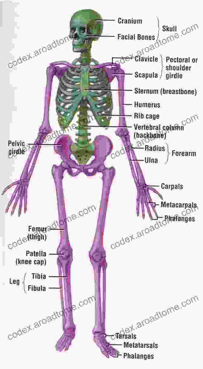 Diagram Of The Human Skeletal System The Human Body In Color Volume 3