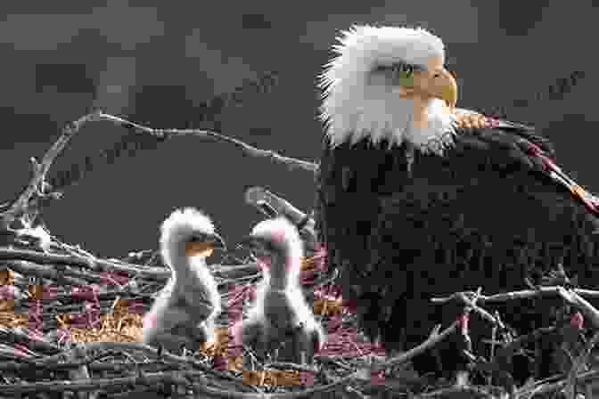 Eagles Perched In A Nest, Nurturing Their Young Eaglets North American Eagles A No Text Picture Book: A Calming Gift For Alzheimer Patients And Senior Citizens Living With Dementia (Soothing Picture For The Heart And Soul 40)