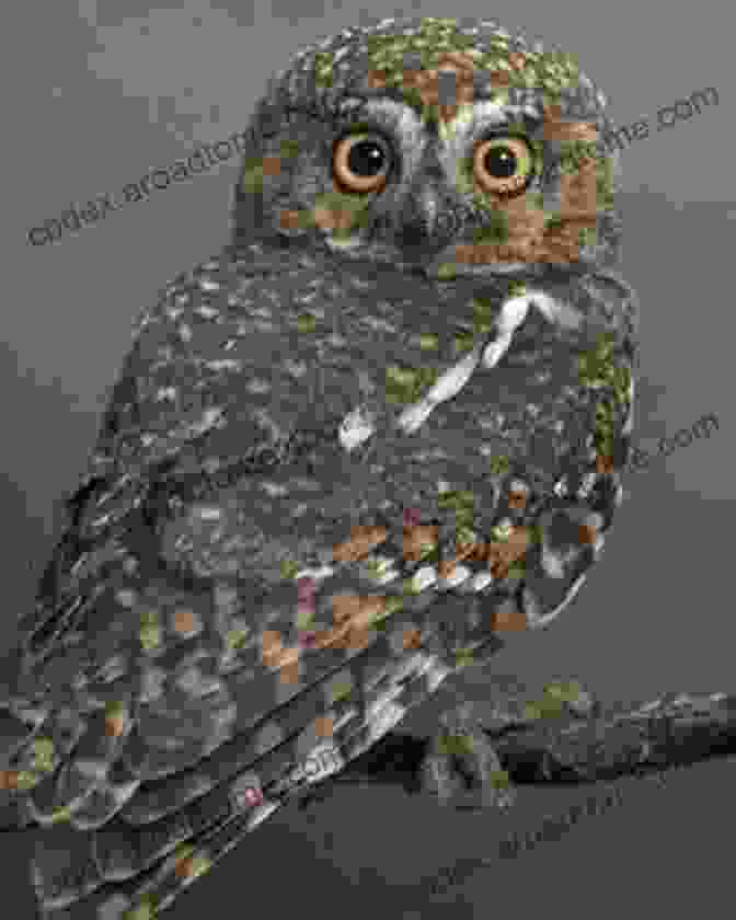 Elf Owl With Adorable Ear Tufts And Curious Expression Owls A No Text Picture Book: A Calming Gift For Alzheimer Patients And Senior Citizens Living With Dementia (Soothing Picture For The Heart And Soul 21)