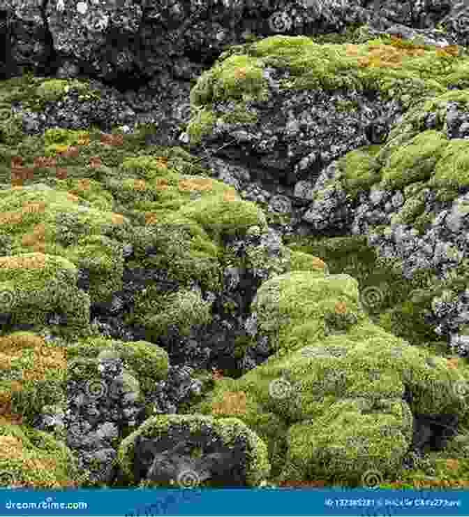 Flourishing Vegetation On Surtsey, With Vibrant Green Mosses And Lichens Covering The Volcanic Landscape Surtsey: The Newest Place On Earth