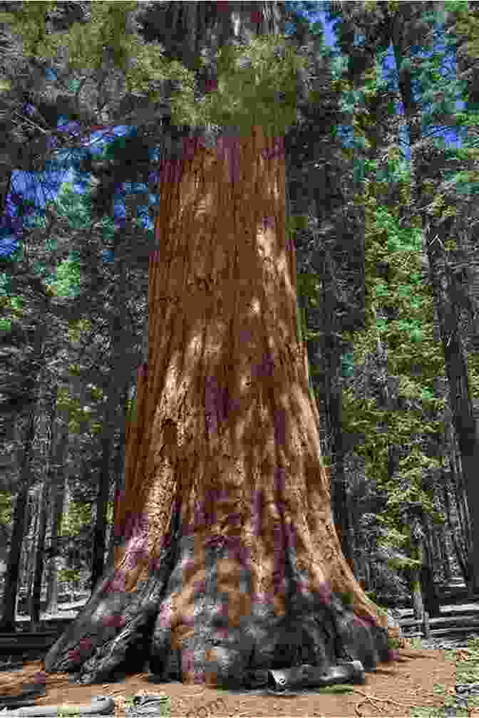 Giant Sequoia, Yosemite National Park OS X Yosemite For Dummies (For Dummies Series)