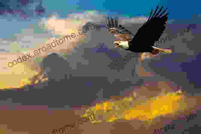 Golden Eagle Soaring Through The Sky, Its Wings Spread Wide Like A Majestic Tapestry North American Eagles A No Text Picture Book: A Calming Gift For Alzheimer Patients And Senior Citizens Living With Dementia (Soothing Picture For The Heart And Soul 40)