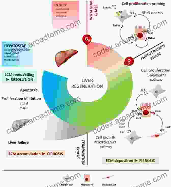 Image Showing The Regeneration Of Liver Cells Through Qigong Practice THANKS TO PRACTICING QIGONG DON T HAVE TO REPLACE THE LIVER