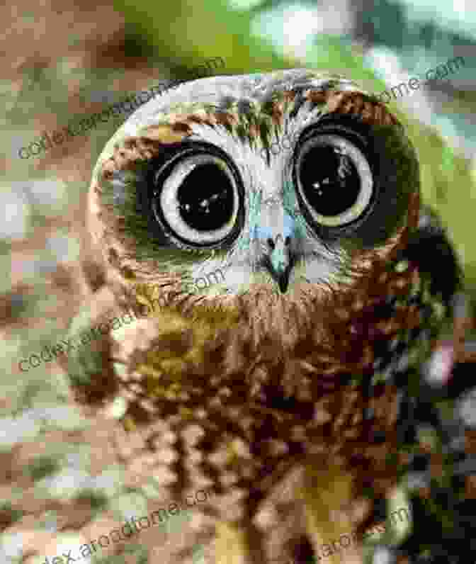 Little Hoo, A Young Owl, Looks Up At The Reader With Big, Curious Eyes. It S Not About You Little Hoo