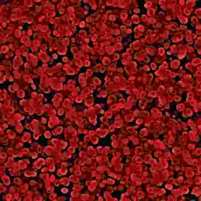 Microscopic View Of A Red Blood Cell The Human Body In Color Volume 3