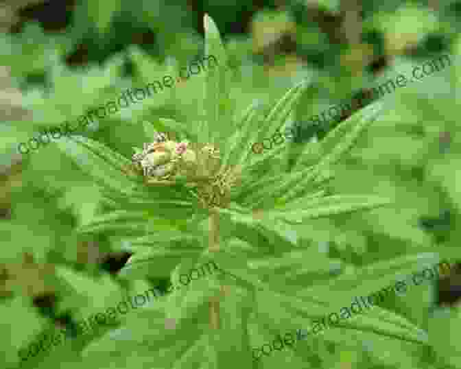 Mugwort Plant Gardener S Latin: Discovering The Origins Lore Meanings Of Botanical Names