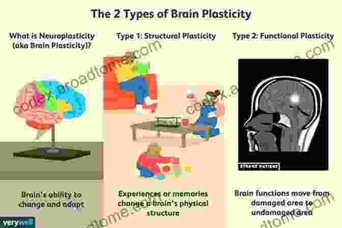 Neural Plasticity And Cultural Adaptation Culture Mind And Brain: Emerging Concepts Models And Applications (Current Perspectives In Social And Behavioral Sciences)