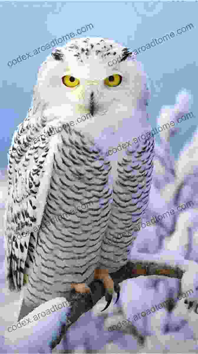 Snowy Owl Perched On A Branch With Piercing Yellow Eyes Owls A No Text Picture Book: A Calming Gift For Alzheimer Patients And Senior Citizens Living With Dementia (Soothing Picture For The Heart And Soul 21)