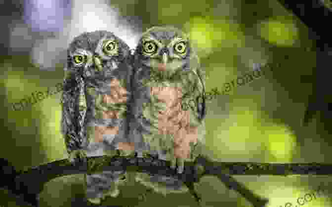 Two Owls Perched Together On A Branch, Exchanging A Tender Moment Owls A No Text Picture Book: A Calming Gift For Alzheimer Patients And Senior Citizens Living With Dementia (Soothing Picture For The Heart And Soul 21)