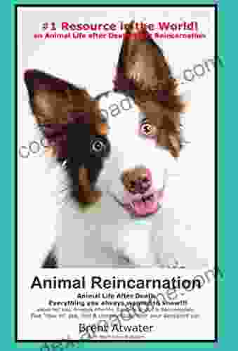 Animal Reincarnation Animal Life After Death Answers Your Heart S Questions Re Pet Loss Afterlife After Death Communication